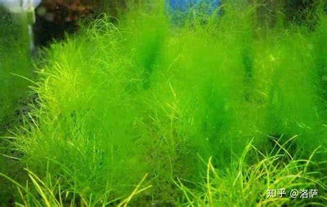 魚缸藻類種類